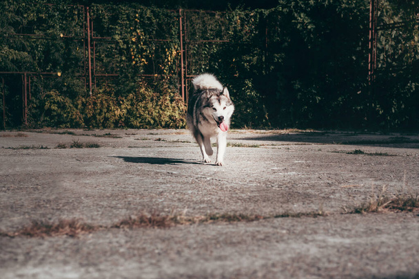 Sokakta gri ve beyaz renkli büyük, tüylü bir Alaska Malamute 'si yürüyor. Dişi Malamute, yürüyüşe çıkmış büyük bir Kuzeyli köpek yavrusu.. - Fotoğraf, Görsel