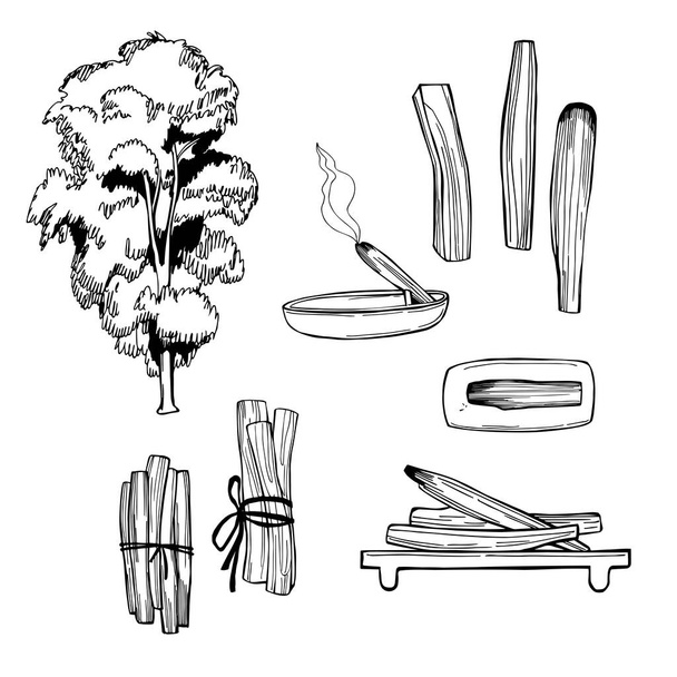 Palo Santo (Bursera graveolens) holy wood tree  from Latin America. Incense sticks for cleansing home and aura.  Vector sketch  illustration. - Vektor, Bild