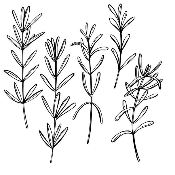  Kézzel rajzolt fűszeres gyógynövények. Rosemary vagyok. Vektorvázlat illusztráció. - Vektor, kép