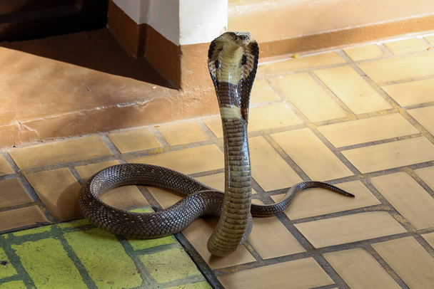 The Beautiful black Cobra snake on cement floor at thThailand - Фото, изображение