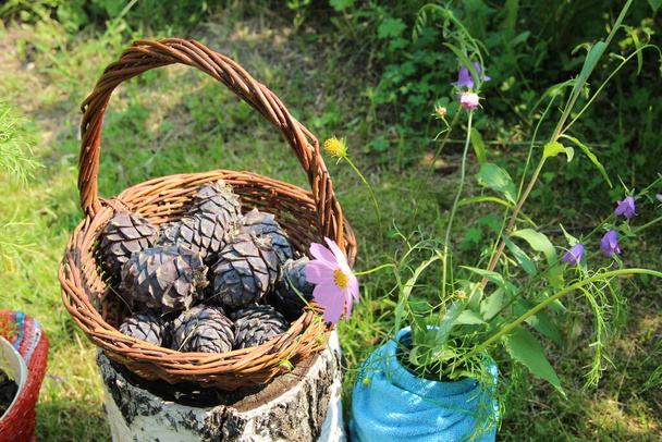 Kollázs-fotó a cédrus fenyőtobozokról fonott kosárban nyírfa csonkon és kék-lila virágokon egy türkiz vázában. - Fotó, kép