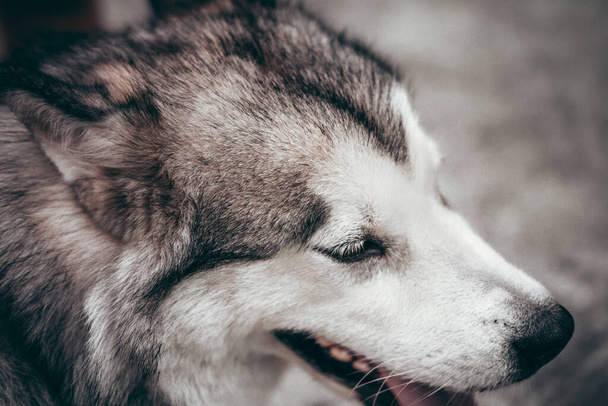 Portrait of a charming fluffy gray-white Alaskan Malamute close-up. Beautiful huge friendly sled dog breed. A female Malamute with beautiful intelligent brown eyes. - Foto, Imagen