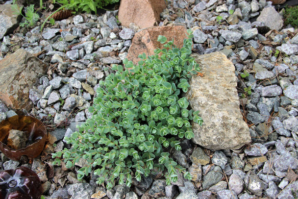 Top uitzicht op groene planten, groeien op een placer van stenen. - Foto, afbeelding