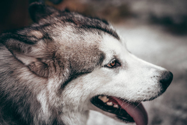 Portrait of a charming fluffy gray-white Alaskan Malamute close-up. Beautiful huge friendly sled dog breed. A female Malamute with beautiful intelligent brown eyes. - Photo, image