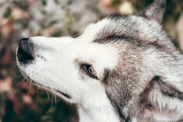 Portrait of a charming fluffy gray-white Alaskan Malamute close-up. Beautiful huge friendly sled dog breed. A female Malamute with beautiful intelligent brown eyes. - Foto, Imagem