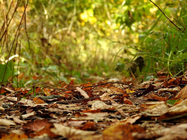 Ландшафт осенних листьев в природе - Фото, изображение