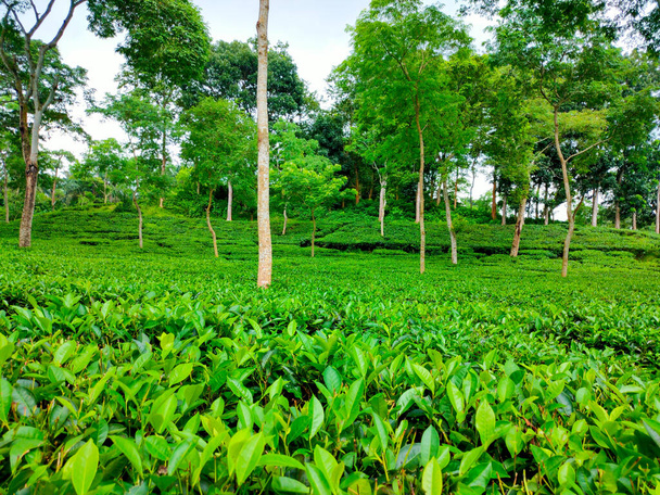 Зеленый чайный сад на холме в Ладаше, Поле чайных растений - Фото, изображение