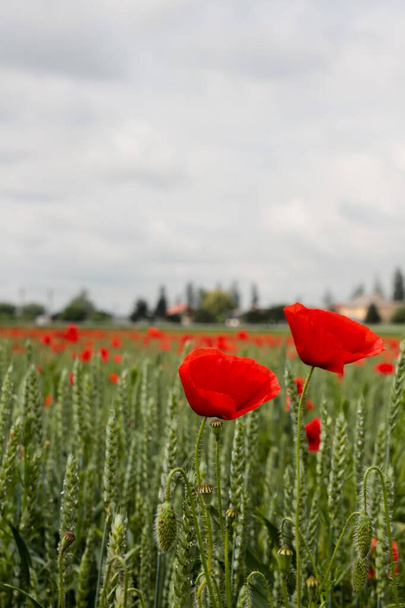 曇り空の日に小麦畑で風に吹かれる一般的なケシの花。パパバー・ロシア - 写真・画像
