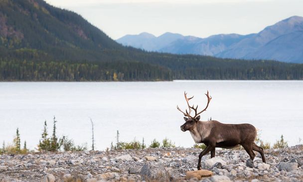 Mountain caribou in the wild - Photo, Image