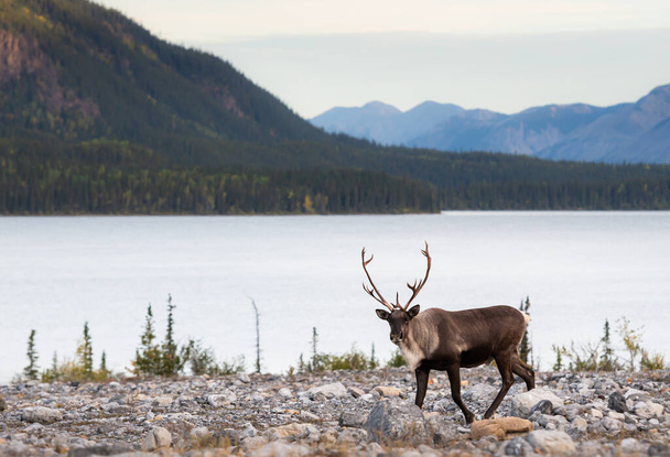 Mountain caribou in the wild - Photo, Image