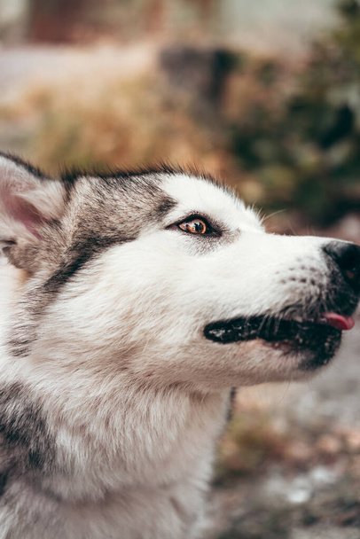 Retrato de un encantador y esponjoso primer plano de Alaska Malamute de color gris-blanco. Hermosa raza de perro de trineo amigable enorme. Una mujer Malamute con hermosos ojos marrones inteligentes. - Foto, Imagen