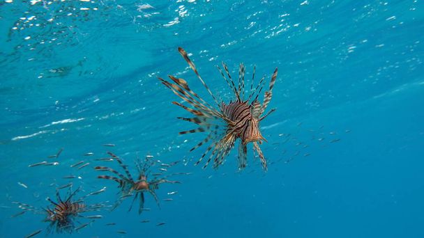 Κλόουν (Amphiprioninae). Ψάρια κλόουν της Ερυθράς Θάλασσας. - Φωτογραφία, εικόνα