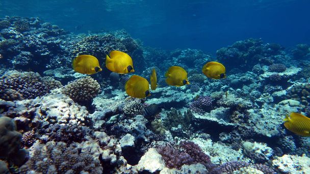 Masked butterflyfish. Fish - a type of bone fish Osteichthyes. Butterfly fish Chaetodontidae. Masked butterfly fish. - Foto, Imagen