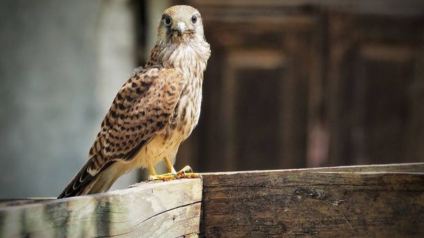 Common kestrel(Falco tinnunculus) watching on camera on the wood - Photo, Image