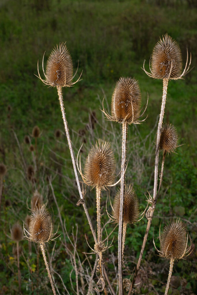 Dry thorny stems and seed heads of Common teasels (Dipsacus fullonum aka Fuller's teasel or Dipsacus sativus) with a blurred dark background - Photo, Image