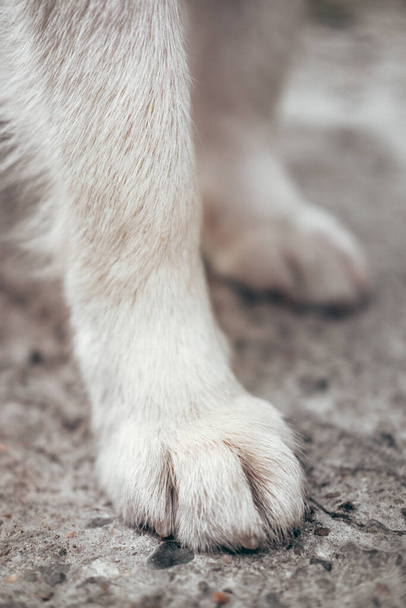 White paws of the Alaskan Malamute close-up. Paws of a huge friendly dog. - Foto, imagen