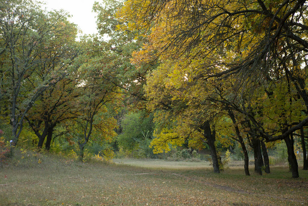Podzimní les. Stromy byly natřené žlutě a červeně. Typická podzimní krajina. - Fotografie, Obrázek