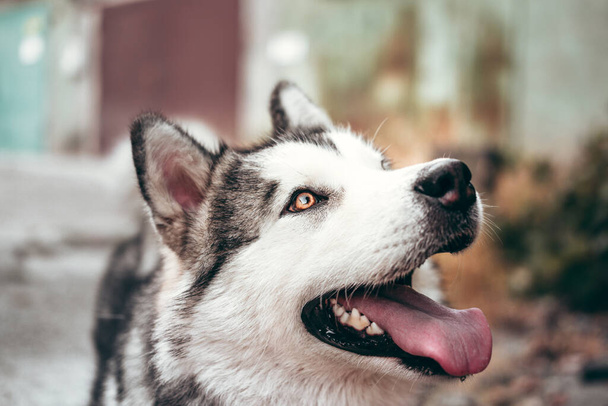 Portret czarującego puszystego, szaro-białego Alaskana Malamute z bliska. Piękna ogromna przyjazna rasa psów sań. Samica Malamute z pięknymi inteligentnymi brązowymi oczami. - Zdjęcie, obraz