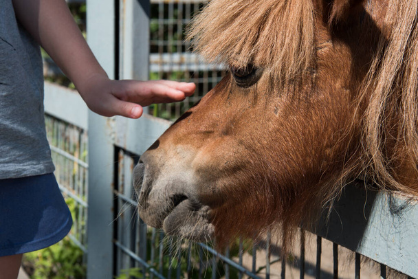 Close-up: a childs hand caressing a pony. The concept of friendship and understanding. - Foto, imagen