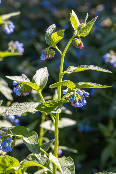 Mavi ve pembe çiçekler dikenli papatyalar güzel, bulanık yeşil bir arka planda - Fotoğraf, Görsel