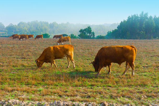 krávy a býci - Fotografie, Obrázek