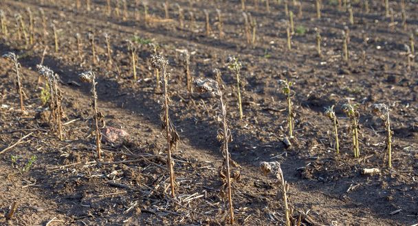 Соняшникове поле. Поганий урожай соняшнику через відсутність дощу. Зміна клімату, глобальне потепління та посуха призвели до провалу врожаю соняшнику. Сушені стебла рослин на фермі
 - Фото, зображення