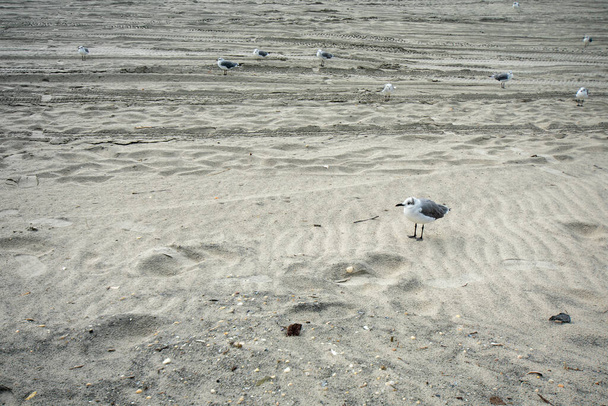 Eine kleine flauschige Möwe steht am Strand - Foto, Bild
