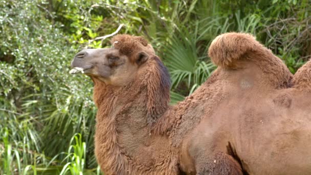 Espuma de camelo na boca 6k imagens da vida selvagem - Filmagem, Vídeo