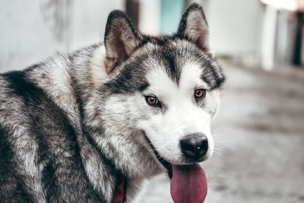 Portret czarującego puszystego, szaro-białego Alaskana Malamute z bliska. Piękna ogromna przyjazna rasa psów sań. Samica Malamute z pięknymi inteligentnymi brązowymi oczami. - Zdjęcie, obraz