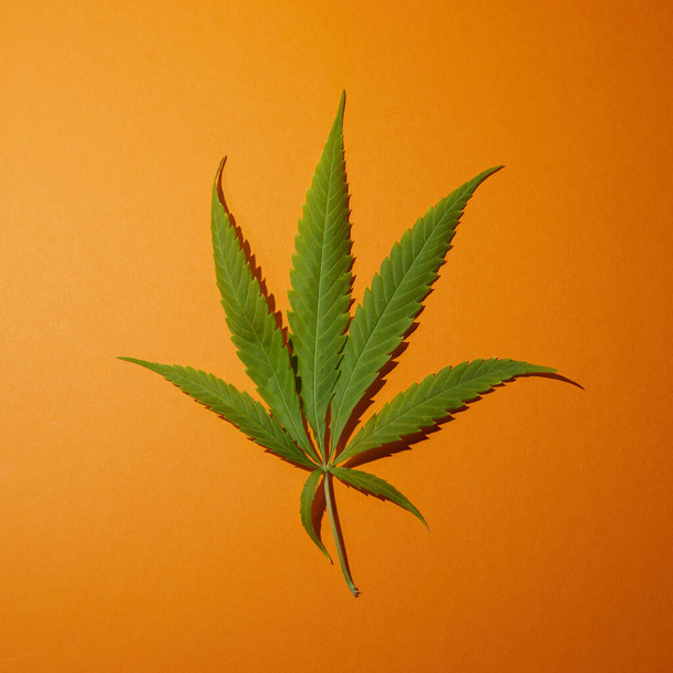Canabbis leaves on orange background. Medical plant - Фото, изображение