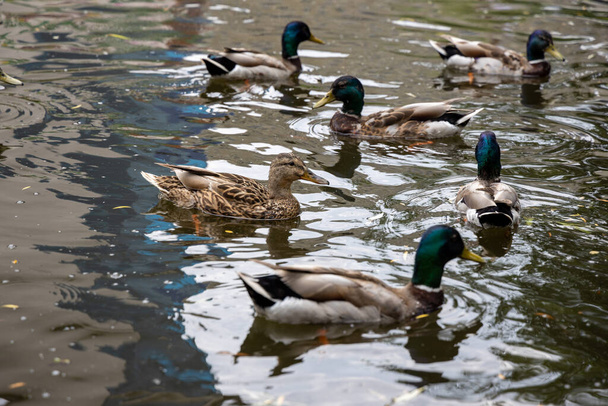Many mallard ducks swim in the lake. - Photo, Image