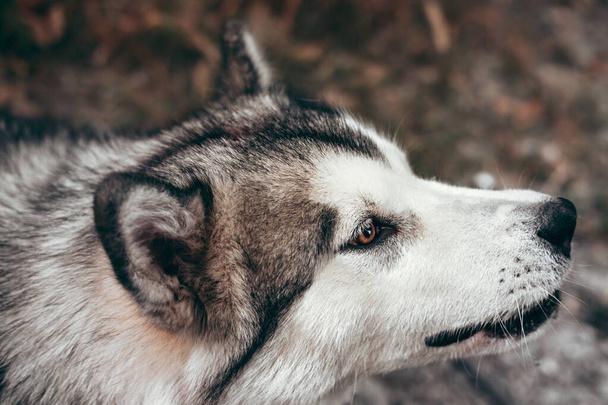 Portrait of a charming fluffy gray-white Alaskan Malamute close-up. Beautiful huge friendly sled dog breed. Malamute with beautiful intelligent brown eyes on a background of yellow autumn leaves. - Foto, Imagem