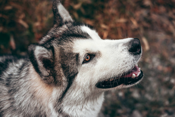 Portret czarującego puszystego, szaro-białego Alaskana Malamute z bliska. Piękna ogromna przyjazna rasa psów sań. Malamute z pięknymi inteligentnymi brązowymi oczami na tle żółtych jesiennych liści. - Zdjęcie, obraz