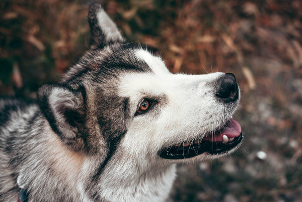 Portrait of a charming fluffy gray-white Alaskan Malamute close-up. Beautiful huge friendly sled dog breed. Malamute with beautiful intelligent brown eyes on a background of yellow autumn leaves. - Photo, image