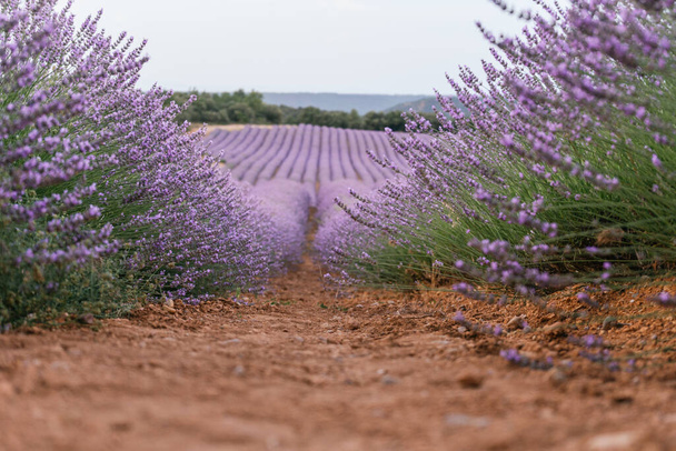 Prachtig landschap van bloeiende lavendelvelden bij zonsopgang. De natuur. Brihuega, Spanje, Europa. - Foto, afbeelding