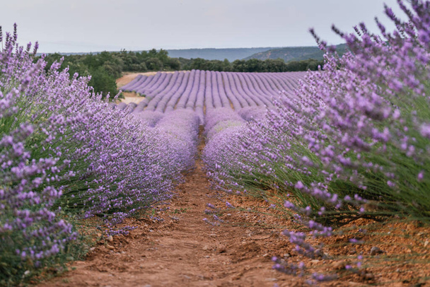Beautiful landscape of blooming lavender field in sunrise. Nature. Brihuega, Spain, Europe. - Foto, afbeelding