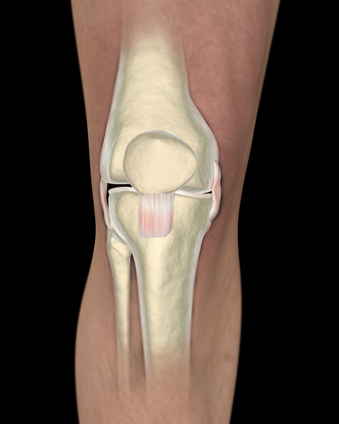 Knee ligaments, tendons, x-ray - Photo, Image
