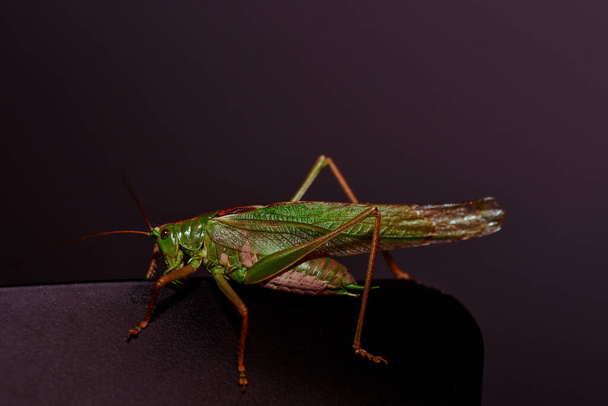 Close up of a locust. Insect photo - macro detail of a green locust - Photo, Image