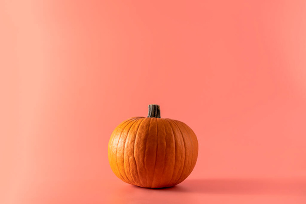Halloween autumn fresh nice ornamental pumpkin decorations on a pink background - Photo, Image