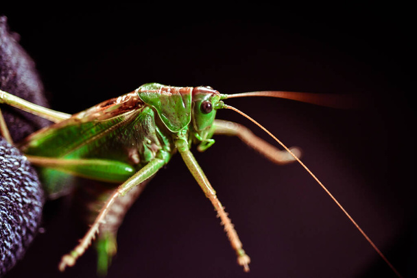 Nahaufnahme einer Heuschrecke. Insektenfoto - Makrodetail einer grünen Heuschrecke - Foto, Bild