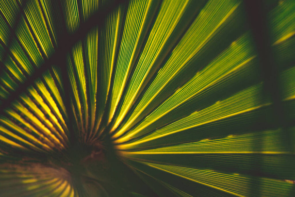 Green palm leaf pattern texture abstract background. Copy space for graphic design tropical summer concept. Vintage tone filter effect color style. - Fotografie, Obrázek