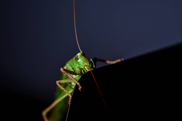 Κοντινό πλάνο ακρίδας. Φωτογραφία εντόμων - μακροεντολή λεπτομέρεια μιας πράσινης ακρίδας - Φωτογραφία, εικόνα