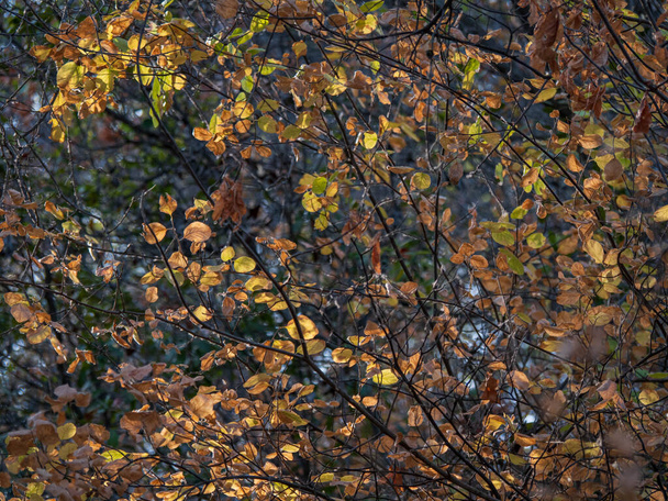 Zonlicht gefilterd door de herfst gekleurde folie in het bos - Foto, afbeelding