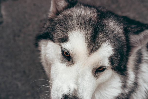 Portrait of a charming fluffy gray-white Alaskan Malamute close-up. Beautiful huge friendly sled dog breed. A female Malamute with beautiful intelligent brown eyes. - 写真・画像