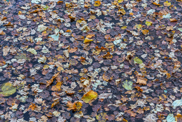 muchas hojas otoñales flotantes, fondo de marco completo - Foto, imagen