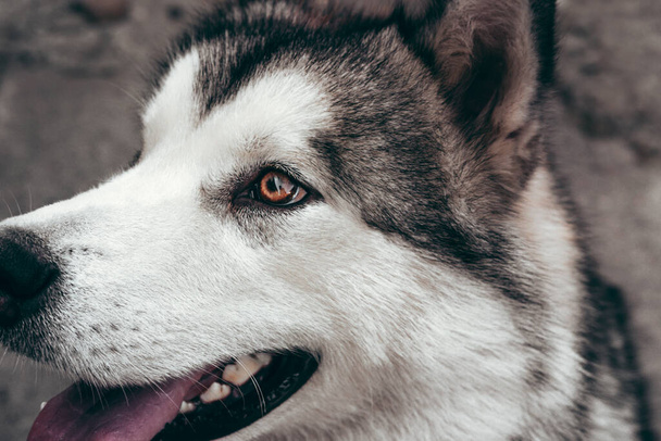Ritratto di un affascinante primo piano grigio-bianco Alaskan Malamute. Bella enorme cane da slitta amichevole razza. Una femmina Malamute con bellissimi occhi castani intelligenti. - Foto, immagini