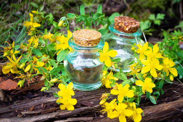 Aceite esencial de tutsan en botellas con flores frescas de tutsan sobre fondo de madera. Spa Fitoterapia Aromaterapia Medicina Alternativa - Foto, imagen