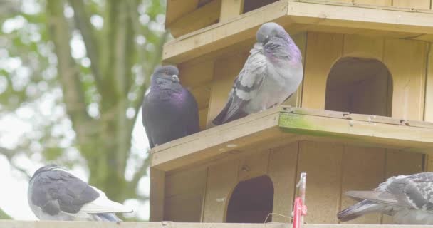 Gołębie w drewnianym domku dla ptaków w parku publicznym pełnym drzew - Materiał filmowy, wideo