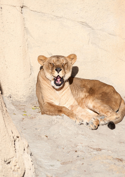 Female Lion - Photo, Image