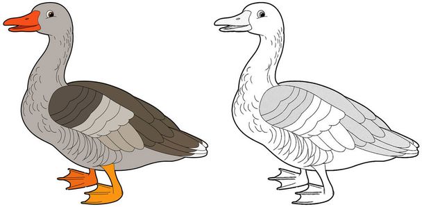 cartoon sketch scene with goose on white background - illustration for children - Photo, Image